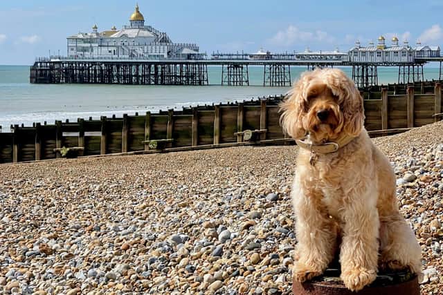 Man’s best friends and their owners are all invited to a brand-new dog fayre taking place in Eastbourne next month.