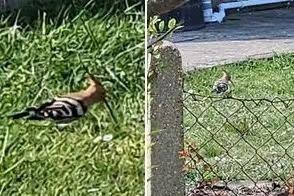 In April, Dave Mines, of Mountbatten Drive, photographed a Eurasian Hoopoe - a colourful bird found across Africa, Asia, and parts of Europe. He spotted the ‘impressive-looking’ bird in his neighbour’s garden while taking a break from a home renovation project. The exotic bird is ‘unlike anything else you can see here in Sussex’, according to the Sussex Wildlife Trust. Charlotte Owen, the charity’s communications officer, said: "As well as being rare, they are beautiful and distinctive birds with a very exotic appearance, especially when their impressive head crest is raised."