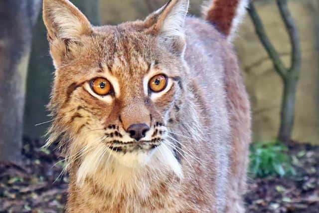Drusillas Park has announced the name of its newly acquired endangered Lynxes at the zoo following suggestions from the public.