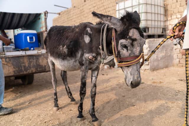 Donkey needing medical treatment