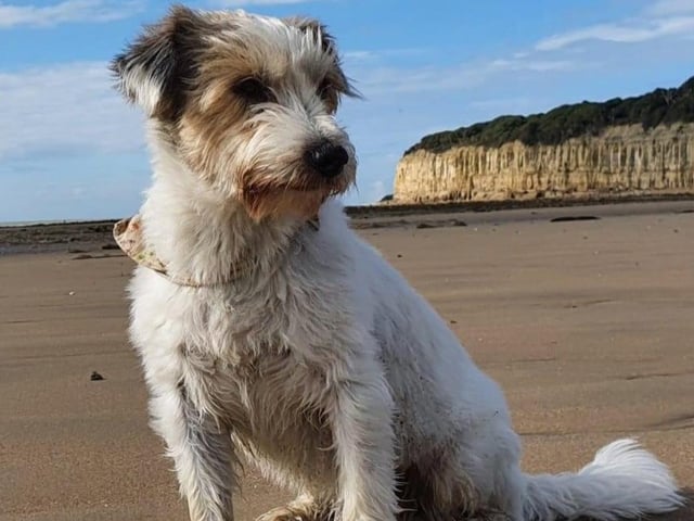 Dog friendly Sussex town
