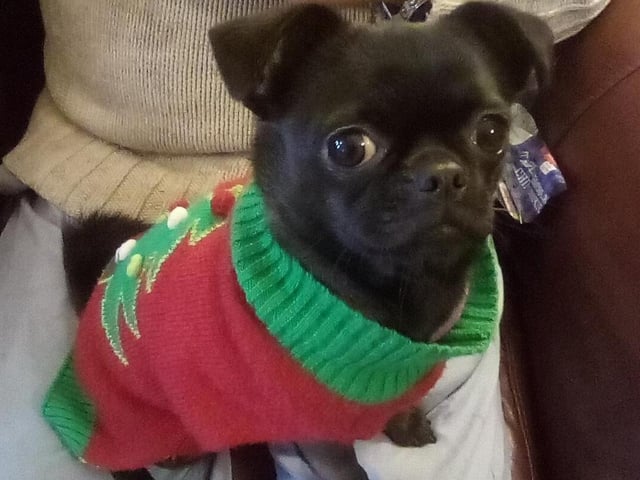 Wendy Taylor, from Worthing, shared this picture of Cheeky in her Christmas jumper.