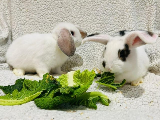 Not only are these boys absolutely gorgeous but they are so cuddly…. and maybe a little cheeky. They love to explore and hop around. They also love their food. Both boys are easy to handle and will only become friendlier with time and patience.