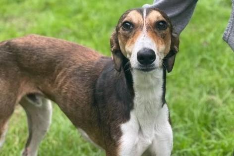 Rune was sadly dumped. He is a sweet and gentle boy aged around 18-months to two-years-old. He is dog friendly but has not yet been child test.