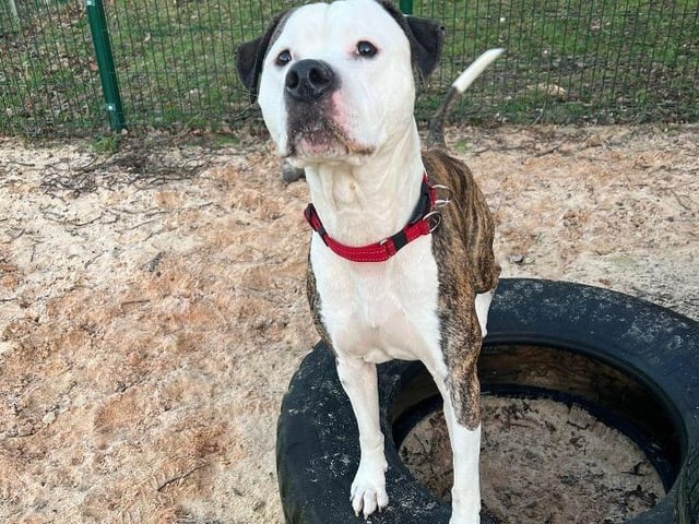 Hank, at RSPCA Sussex West Branch, has heaps of energy for walks, training and play. As a former stray, the charity does not think he has had 'much input' before arriving at the rescue centre, so his new owners will need to be keen to get involved with his training. Hank would be a great companion for active adopters who enjoy the great outdoors. He loves other dogs but needs to learn how to interact politely as tends to forget his size. If you are looking for a friendly, energetic hiking buddy then Hank is for you.