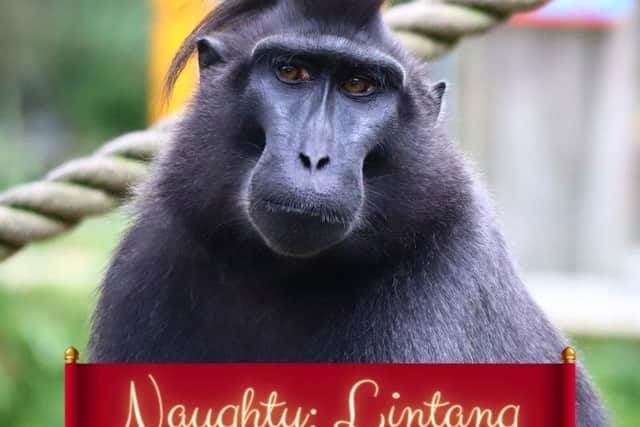 Lintang the Monkey was crowned as the naughtiest animal at the zoo. Picture: Drusillas