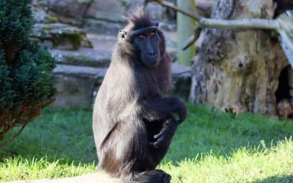 A zoo in Sussex has welcomed a critically endangered animal into its breeding programme in hopes of boosting the population. Photo: Drusillas