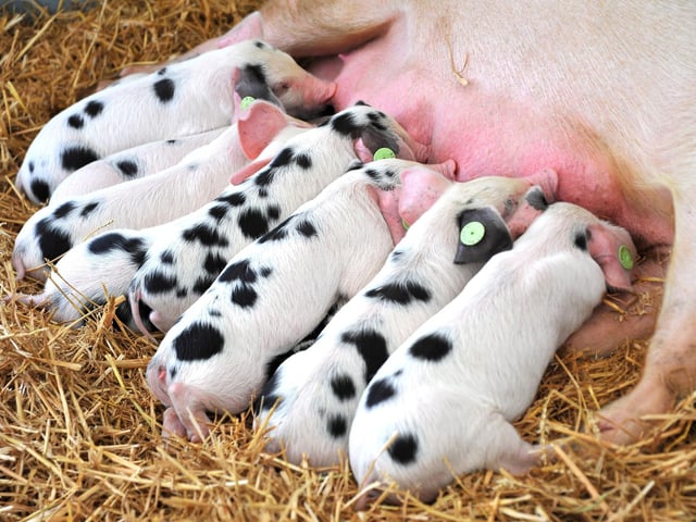 The South of England Show 2022 at Ardingly runs from Friday to Sunday, June 10-12