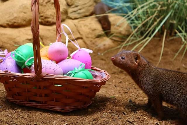 Zoo animals at Drusillas have been treated to Easter themed enrichment, with bug filled eggs and piñatas.
