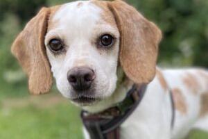 Aria was removed from a puppy farm situation along with several other dogs. The RSPCA said she is a sweet girl once she knows you but can be very shy and worried by new people at first. She loves her food and has a special liking for liver paste which is a good way to win her affection! Aria has had to have a dental and have some teeth removed as they were very infected. Her new owner will need to be prepared to help her keep them clean as she does sometimes get food stuck in the gaps now. Aria is sociable with other dogs and has made several friends at the shelter. She can be a little overwhelmed if they are too boisterous but could live with another calm dog. She is looking for an adult only home and a quiet home environment. She will need her own garden to help with training.