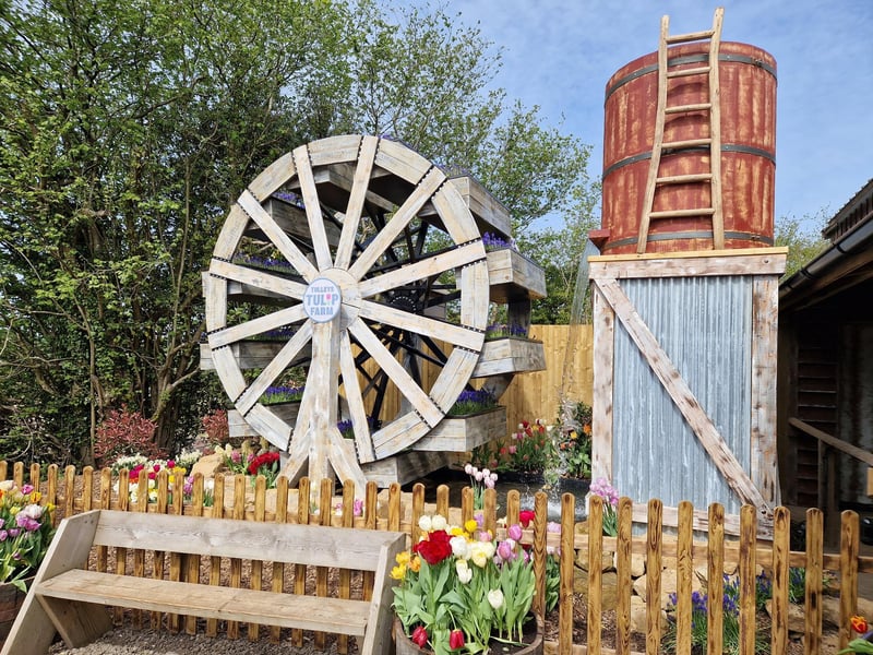 Tulleys Tulip Fest celebrates the arrival of spring with 1.5 million blooms in the fields