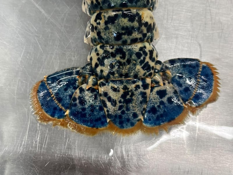 The lobster's bright blue tail. Photo: Nicole Frost