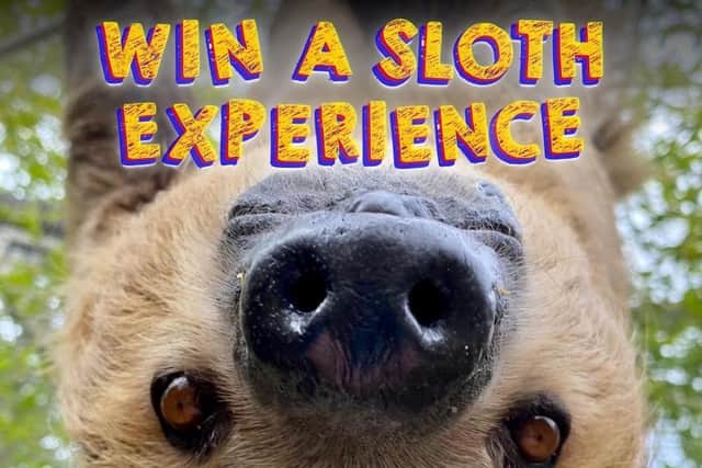 Drusillas Zoo in Sussex is giving away a once-in-a-lifetime opportunity to one lucky visitor - a close encounter feeding experience with their resident sloths Flash and Gordon, to raise money for sloths in the wild. Picture: Drusillas