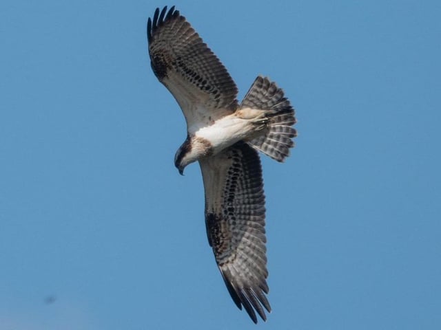 Osprey by Jeff Penfold