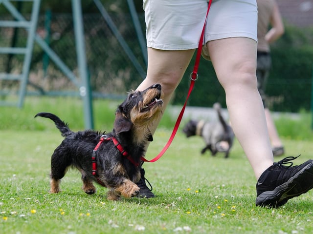 It’s easy to get caught up in puppy excitement and let all routines go out of the window. But it’s important to start training very early on. The sooner you start – even just for a couple of minutes at a time – the easier it is for him to learn basic commands. From eight weeks, he can start to be taught simple skills such as sit, stay, and come