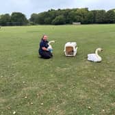 Rescuer Ellie with the swans before release