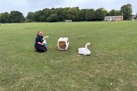 Rescuer Ellie with the swans before release