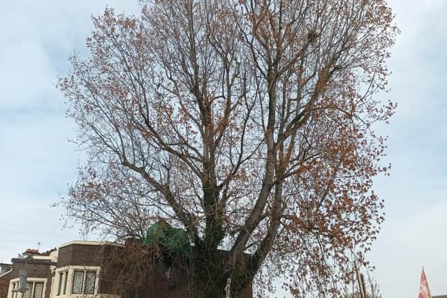 A Grey Poplar tree – next to the Duke of Wellington pub in Brighton Road – would initially have been felled as part of the scheme.