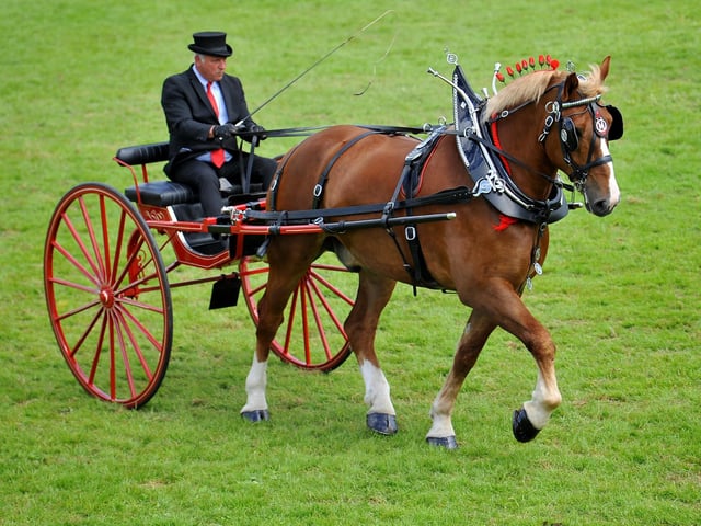 The South of England Show 2022 at Ardingly