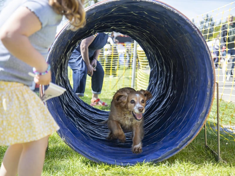 The fun dog show. Photo: Beth Wild/ SEAS