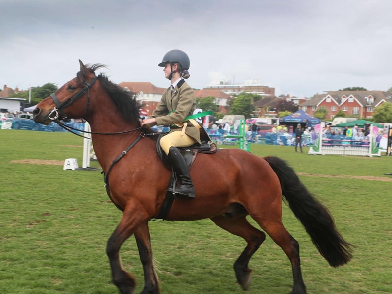 Bexhill Horse Show 2025. Photo by Roberts Photographic.