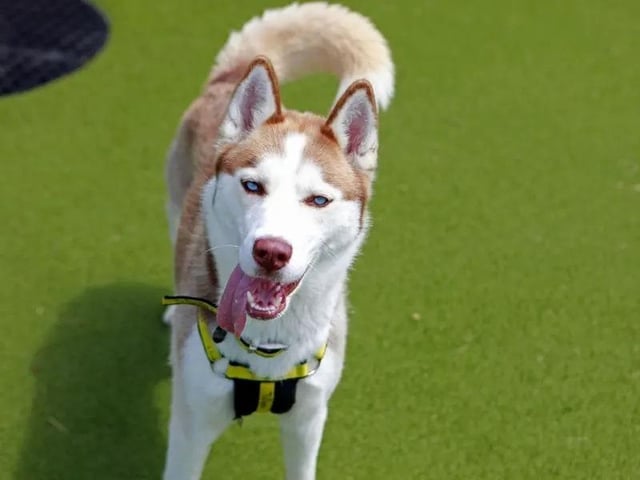 Dogs Trust said Cassie turns heads wherever she goes; not only because of her striking looks, but because she has the fun-loving and excitable character to match! Full of spritely energy, she is seeking equally active adopters who can keep her busy with lots of enrichment activities, long walks in the countryside, and teaching her fun new skills. Having entered the charity's care as a stray, it appears that Cassie still has much to learn about the big wide world and will hugely benefit from additional training support. This includes building up some confidence, learning some appropriate manners, or alternative outlets when over-stimulated, as she tends to jump up or ‘puppy mouth’ when excited or frustrated. Because of this, she would best be suited to a home where the youngest family members are aged at least 16. While Cassie will need to be the only pet at home, she could possibly have walking buddies with other dogs of a similar size and playful character to her own. Building up her social skills with a variety of dogs will also be a great benefit to her. A big puppy when playing with her toys, Cassie loves to bound around and burn off some steam, so a garden of her own is essential. Cassie finds it challenging when left alone and requires a multi-carer household, so that there is always someone around to keep her company.