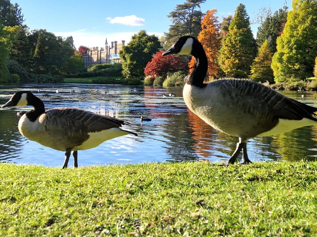 Vivid autumn colour at Sheffield Park and Garden. HR26102605 Pic Hollie Robards/Iconic Media Group