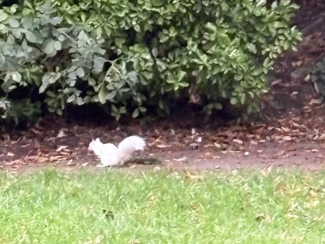 The squirrel in Gildredge Park.