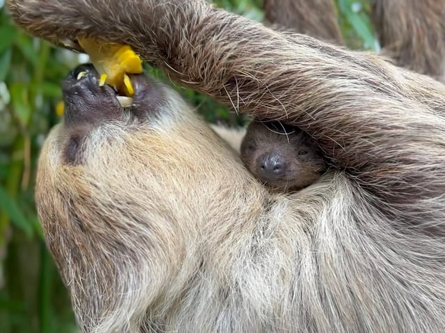 Baby sloth at Drusillas Park in East Sussex