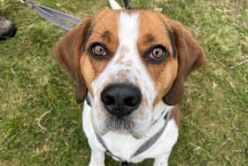 Tandy needs a patient and experienced owner as he requires training, and can become overwhelmed by lots of people. He's described as a 'fantastic dog' who is very popular with the volunteer dog walkers. The rescue said 'if you love Beagles, you'll love Tandy'.