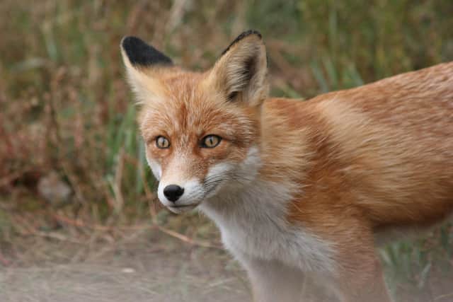Foxes are being blamed for chewing through brake cables of parked cars in a new spate of attacks in Horsham