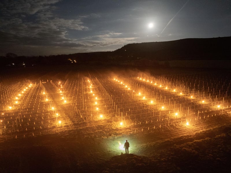 VINEYARD FROST: Everflyht Vineyard in Ditchling East Sussex light up to 800 individual Bougies (french for candles) in a bid to save the vines from frost damage. last night.
In an image taken at midnight Thursday morning (25th april) The vineyard gradually lit the fires over the estates 7 Hectares in a bid to protect the Chardonnnay, Pinor Noir and Pinot Meunier grapes. Without these fires the vinayard risks losing up to 50% of the crop. The Boogies cost £10 each resulting in a cost of near £8,000 to protect the crop each time.
Photograph By Chris Gorman / Big Ladder 25th April 2024.