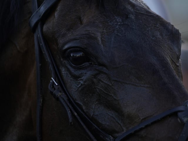Evening racing at Fontwell Park, June 2025