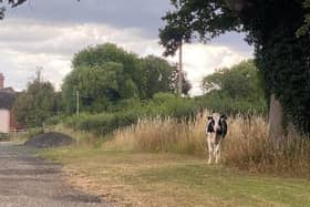 The 'Houdini' cow caused a stir after escaping from its farm shed in Southwater