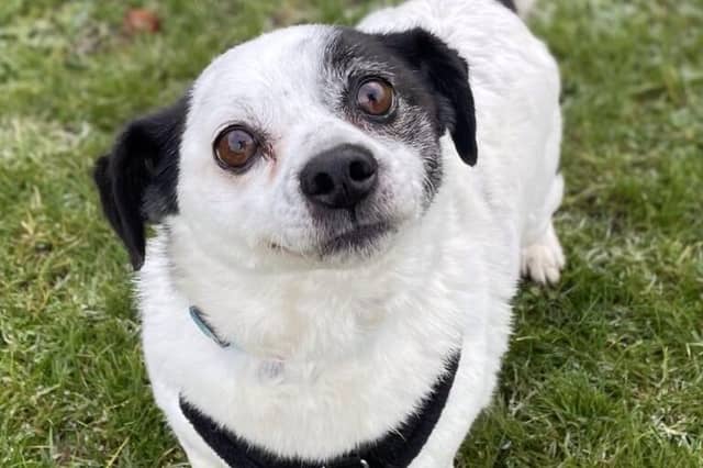 Porky is a very sweet and friendly boy who enjoys fuss and attention. He walks well on the lead and enjoys his walks but will need to build his exercise levels up slowly in his new home. Porky has lived with other dogs and cats in his previous home and could live with older children. He is a new arrival who is still being assessed.