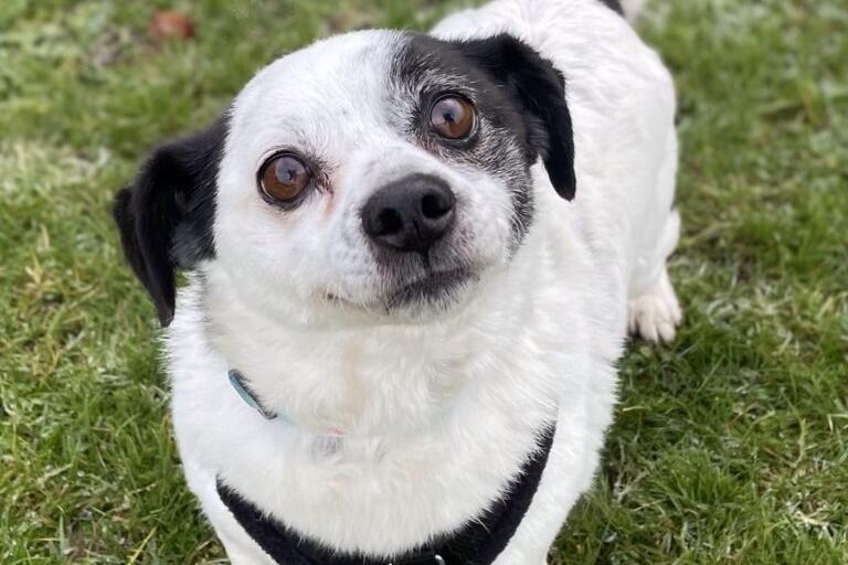 Porky is a very sweet and friendly boy who enjoys fuss and attention. He walks well on the lead and enjoys his walks but will need to build his exercise levels up slowly in his new home. Porky has lived with other dogs and cats in his previous home and could live with older children. He is a new arrival who is still being assessed.