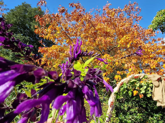 Borde Hill Halloween event and autumn colour. HR26111901 Pic Hollie Robards/Iconic Media Group