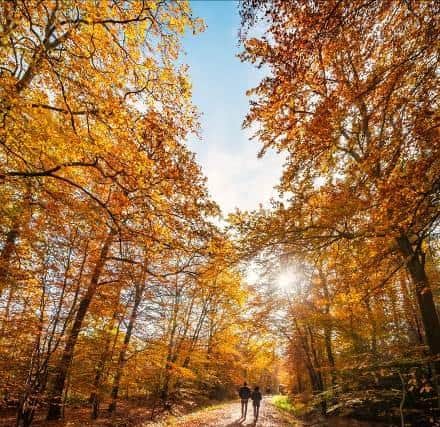 Trees change colour