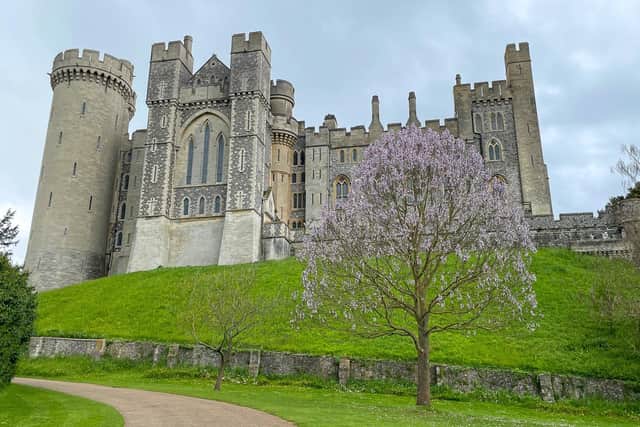 Paulownia Kawakamii, also known as a foxglove tree, is native to Taiwan, eastern China and Japan. Photo: Worthing Borough Council