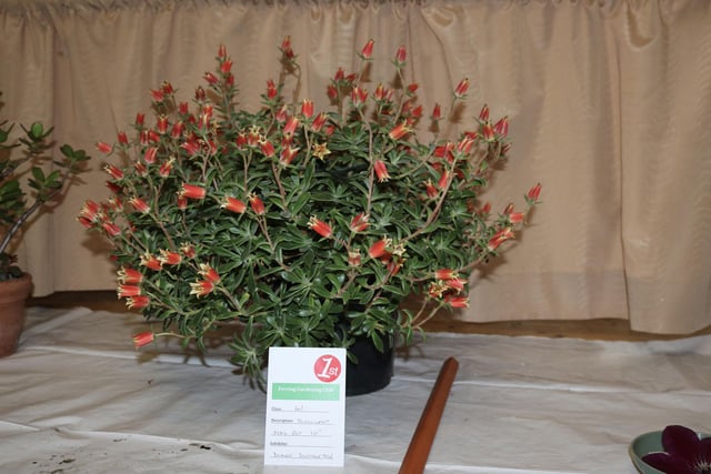 Diane Dumbleton's potted succulent, awarded best in show