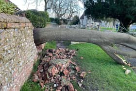 A large tree toppled into St Mary's churchyard, Storrington, following Storm Henk. Photo: Lawrence Smith