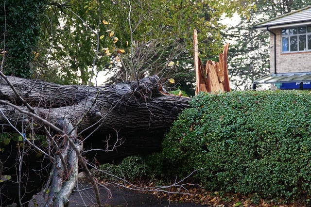 The fallen tree in Wartling Road, Eastbourne
