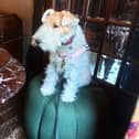 Wire fox terrier Cleo at The White Hart in Lewes. Photo: David Osborne