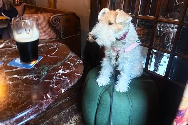 Wire fox terrier Cleo at The White Hart in Lewes. Photo: David Osborne