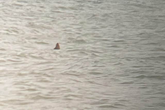 Experts have disputed a reported sighting of a shark in West Sussex. Photo: @Toby_J_Benjamin