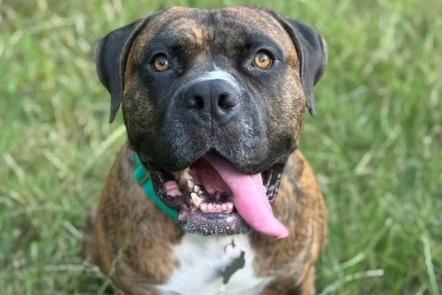 Ben is described as 'the total package'. He enjoys meeting new people and, once he know you, becomes a 'love bug' who loves nothing more than resting his head on you for a rub. He loves his walks and walks nicely 95 per cent of the time, according to Arundawn. However, he can get a bit excited if he spots squirrels. Ben's favourite pastimes including sleeping on a comfy bed, zooming around the garden and walks with lots of sniff breaks. He’s happy to spend time with his humans but also enjoys his own space, taking himself off to his bed throughout the day (and at bedtime).