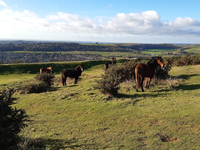"My whole family loves the walk up to and around Cissbury Ring. For the little bit of effort it takes to walk up the hill, you're rewarded with stunning scenic views back over the Worthing coastline, Findon and beyond. When both my children were toddlers, it was the first place they ever did a 'big walk'. It also became somewhat of a sanctuary for us in the midst of lockdown. Plus, you might get to see the ponies, which my chilldren always love."