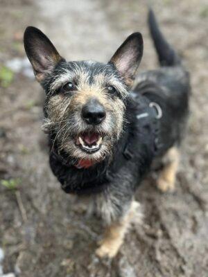The RSPCA said Rosie is an active, older lady who likes to chat! She is a typical cheeky terrier who likes to shout at all the wildlife on her walks. Thankfully, she loves her food so can be easily distracted. Rosie knows sit and her name and does the most adorable beg and wave. Rosie will need to be the only pet in the home as she is not a fan of other animals. She can also be a little worried in certain situations, especially with the vet, so will need gentle handling and reassurance.