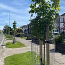 Newly planted trees in Sompting Avenue, Worthing