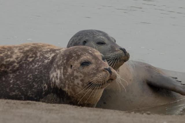 In 19 pictures: Adorable seals enjoy a mudlark in Sussex